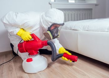 dezinsectie plosnite de pat
