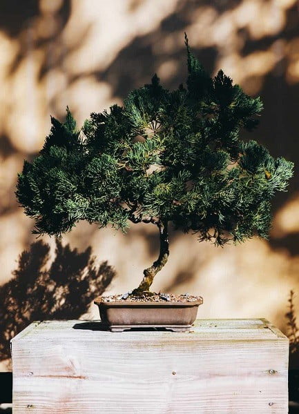 Beneficiile si ingrijirea unui bonsai