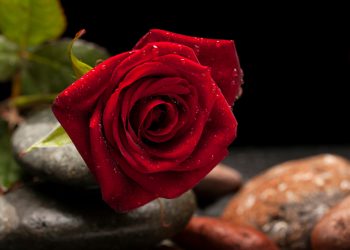 servicii funerare Bucuresti