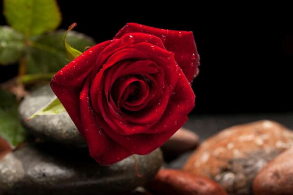 servicii funerare Bucuresti