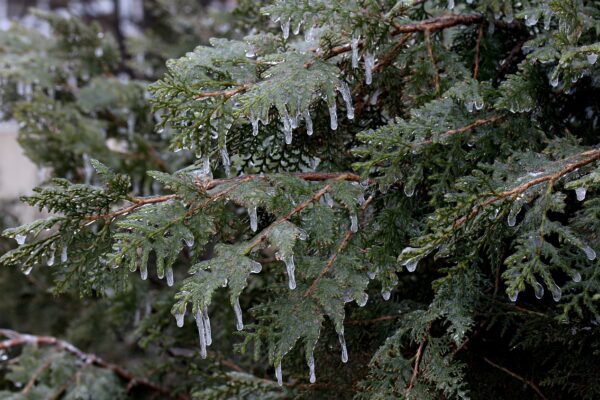 Val de frig peste România, cu ploi și îngheț în mai multe regiuni. Prognoza meteo pe regiuni