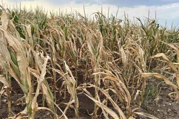 Dezastru agricol în sudul României: „Nu se mai poate face nimic”